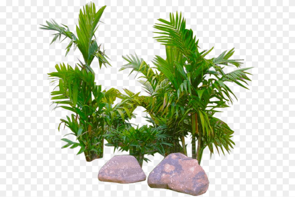 Palm Image Background Background Plant Palm Tree, Tree, Leaf, Potted Plant Free Transparent Png