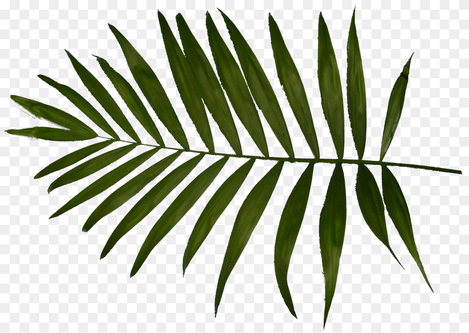 Palm Leaf Free Png
