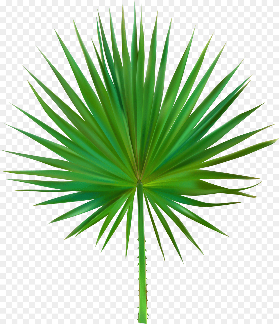 Palm Leaf Png