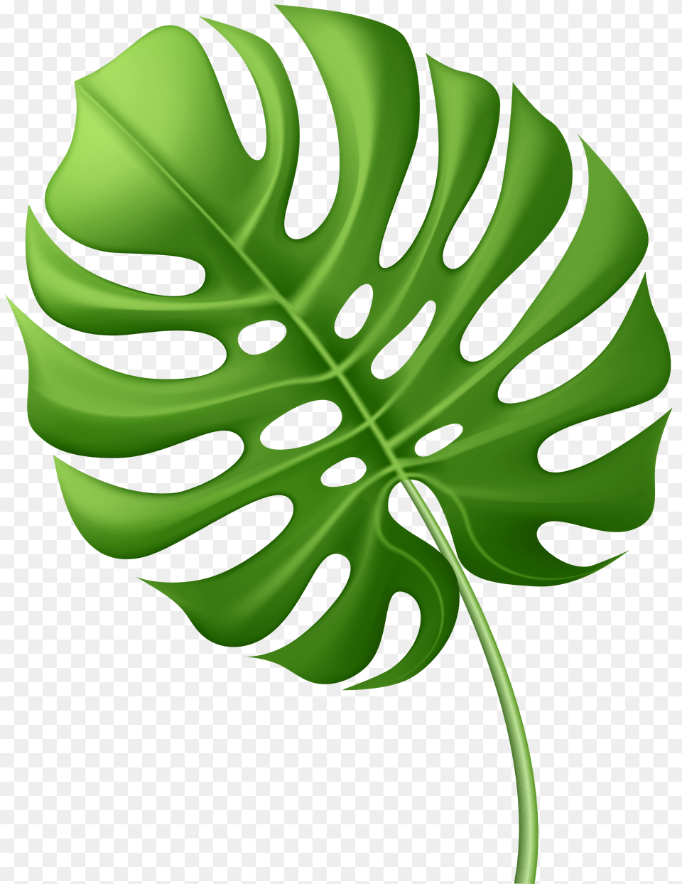 Palm Leaf Free Png Download