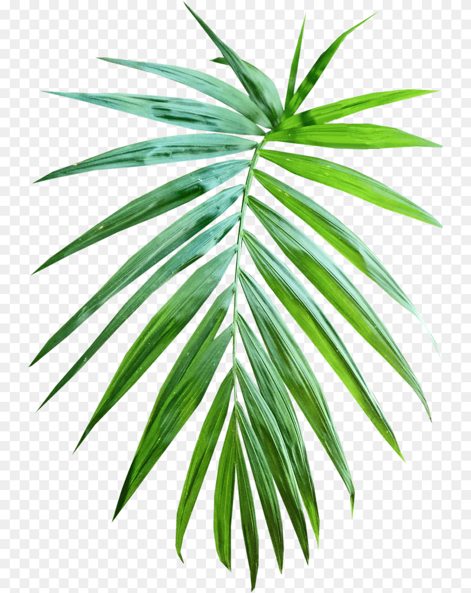 Palm Leaf, Palm Tree, Plant, Tree Png Image