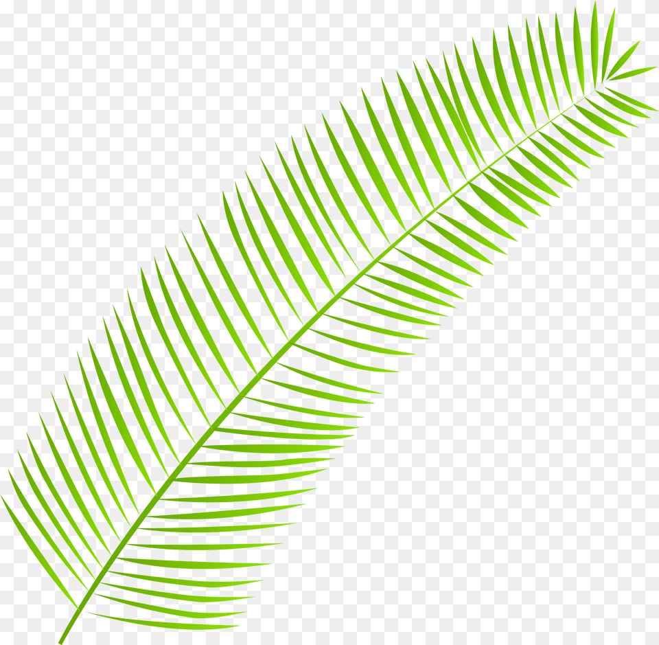 Palm Leaf, Fern, Plant Png Image