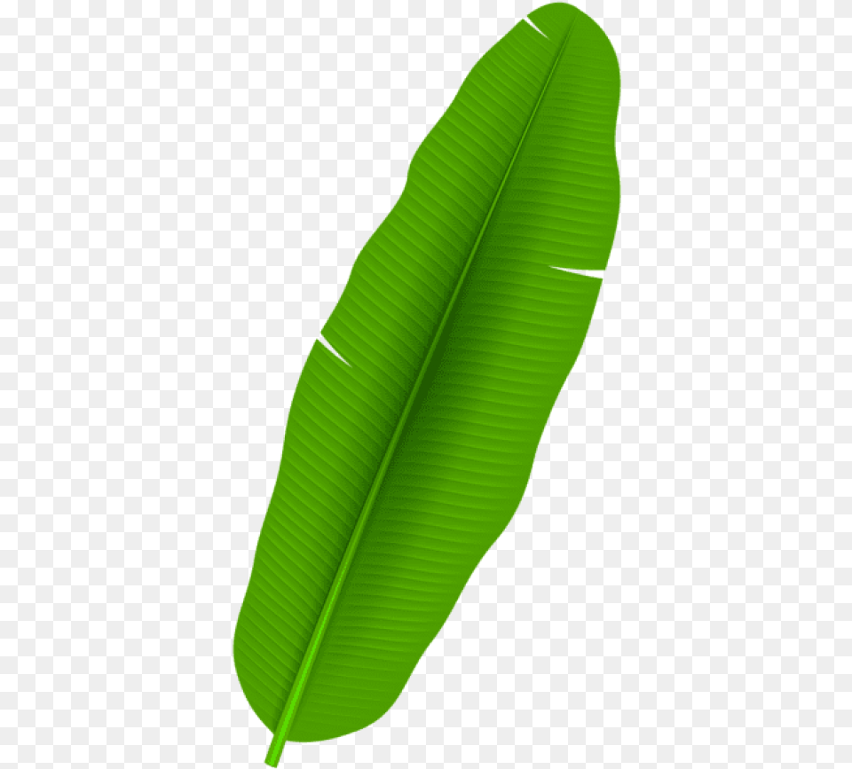 Palm Leaf Banana Leaf Clip Art, Plant, Green Free Png Download