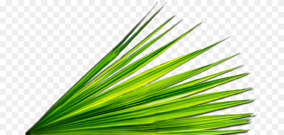 Palm Leaf Church Palm Leaf, Grass, Green, Plant, Tree Png