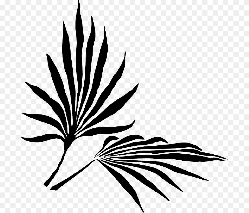 Palm Leaf Clip Art, Plant, Stencil, Herbal, Herbs Png