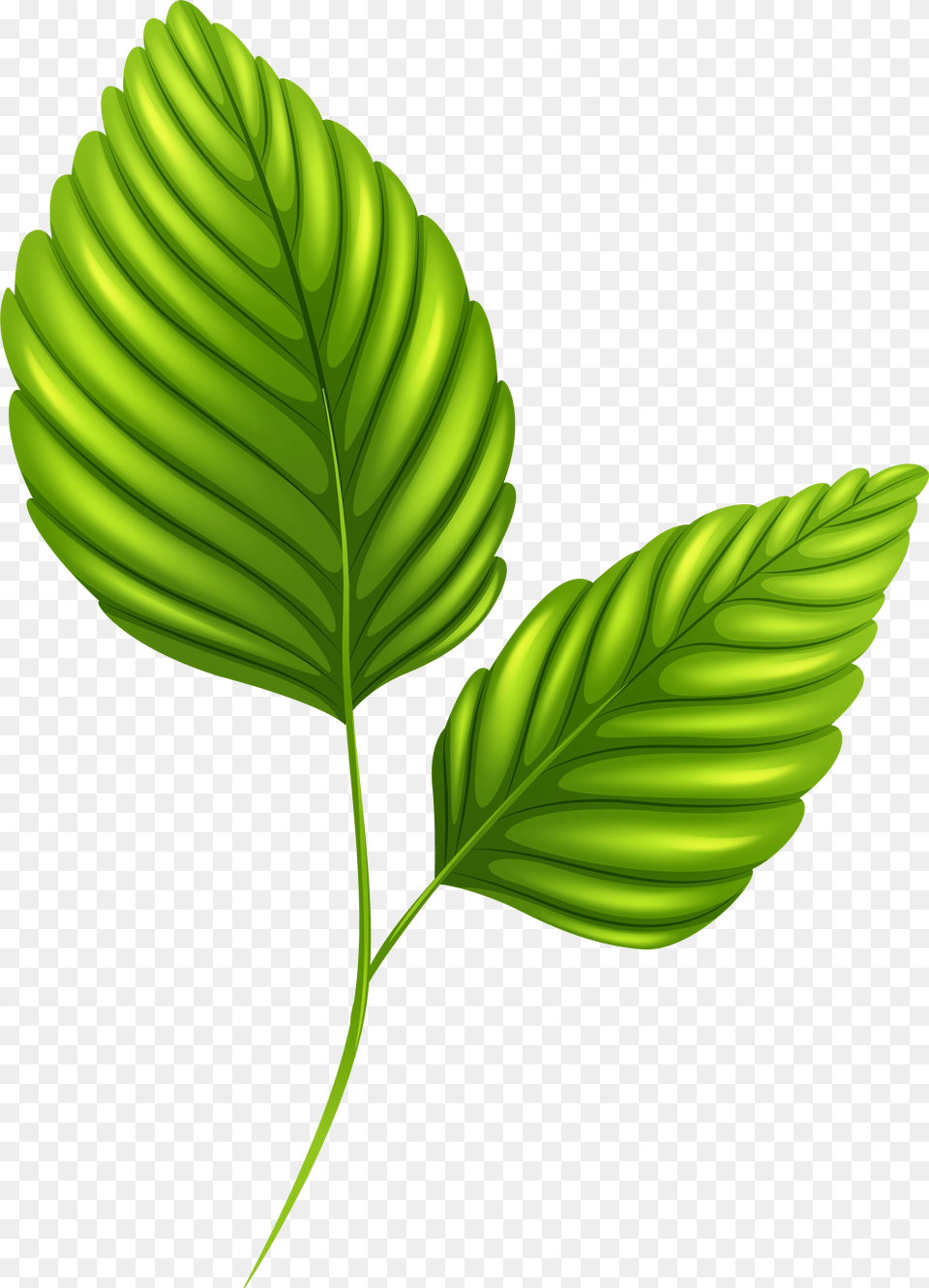 Palm Leaf Clip Art Two Green Leaves Clipart, Plant, Herbs, Mint, Herbal Free Png