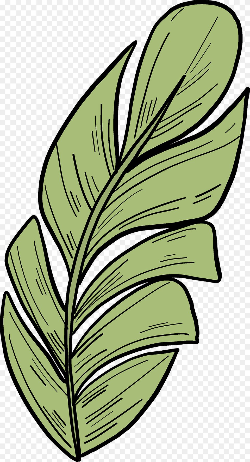 Palm Leaf Clipart, Plant, Art, Herbal, Herbs Free Transparent Png