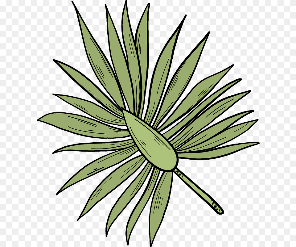 Palm Leaf Clipart, Plant, Art, Floral Design, Graphics Png