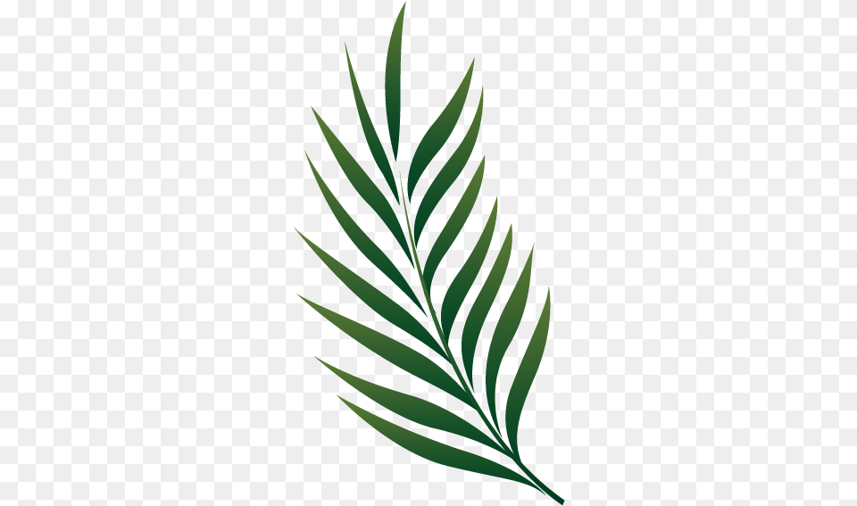 Palm Leaf Clipart, Plant, Green, Pattern, Tree Png Image