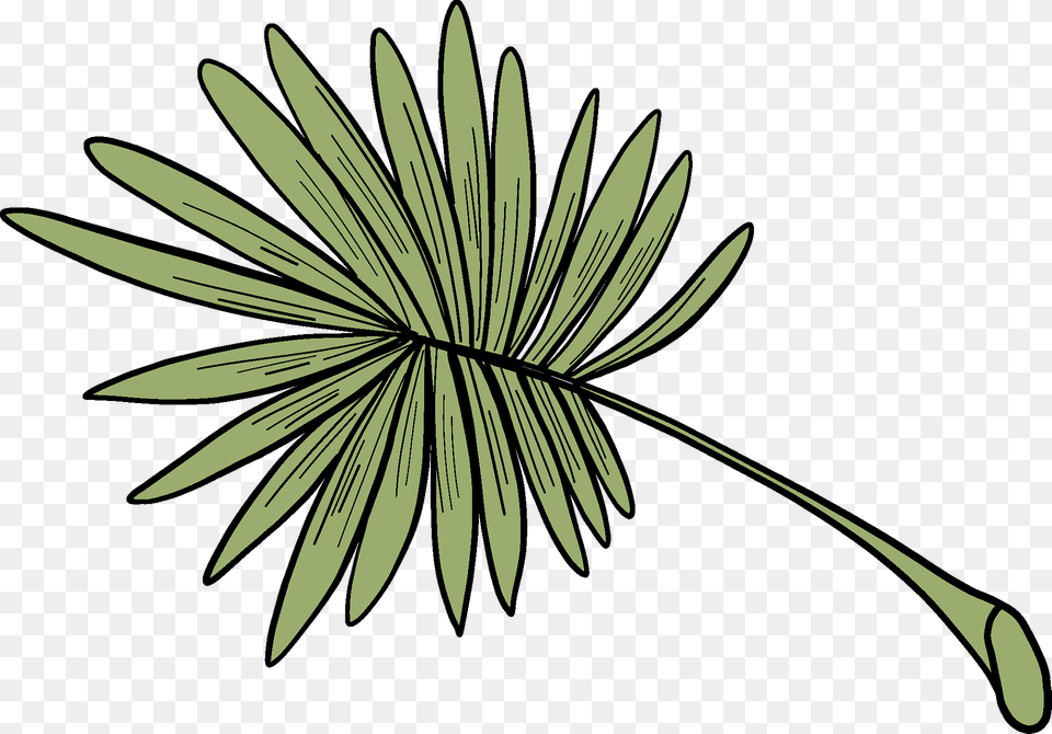 Palm Leaf Clipart, Plant, Vegetation, Flower, Tree Free Png Download