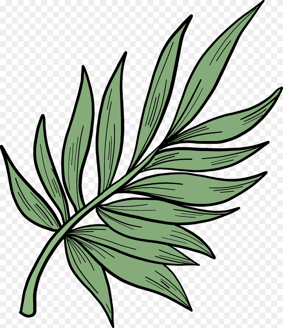 Palm Leaf Clipart, Art, Floral Design, Graphics, Herbal Png