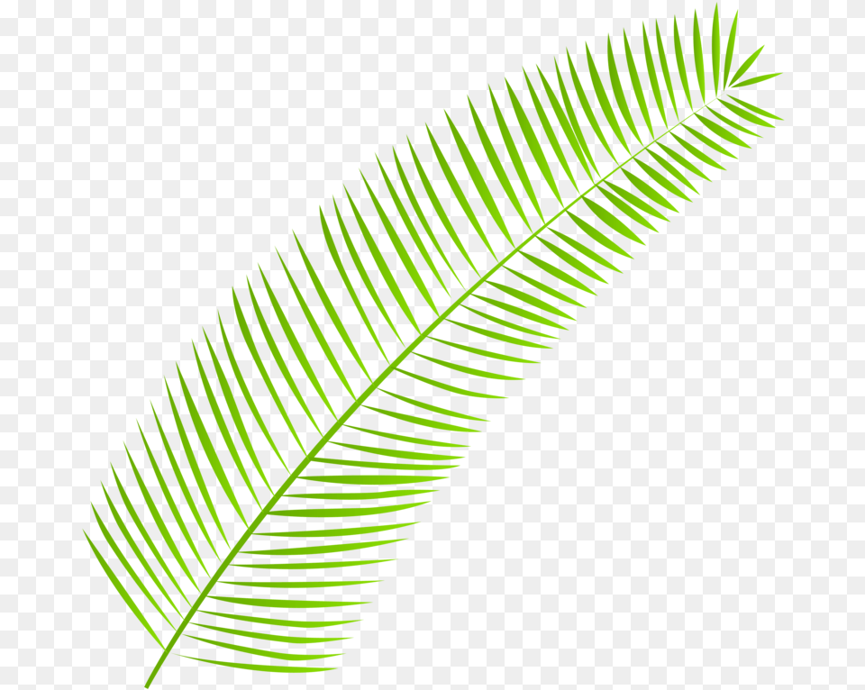 Palm Leaf Clipart Palm Leaves, Fern, Plant Png Image