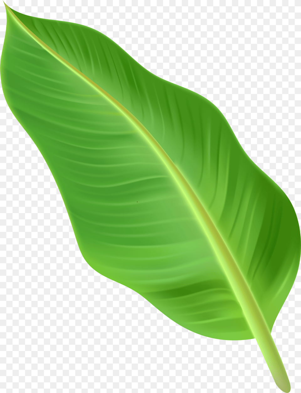 Palm Leaf Clipart Transparent Tree Leaves Free Png Download