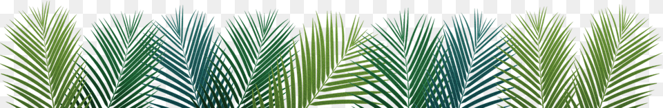 Palm Leaf Facebook Cover Free Png Download