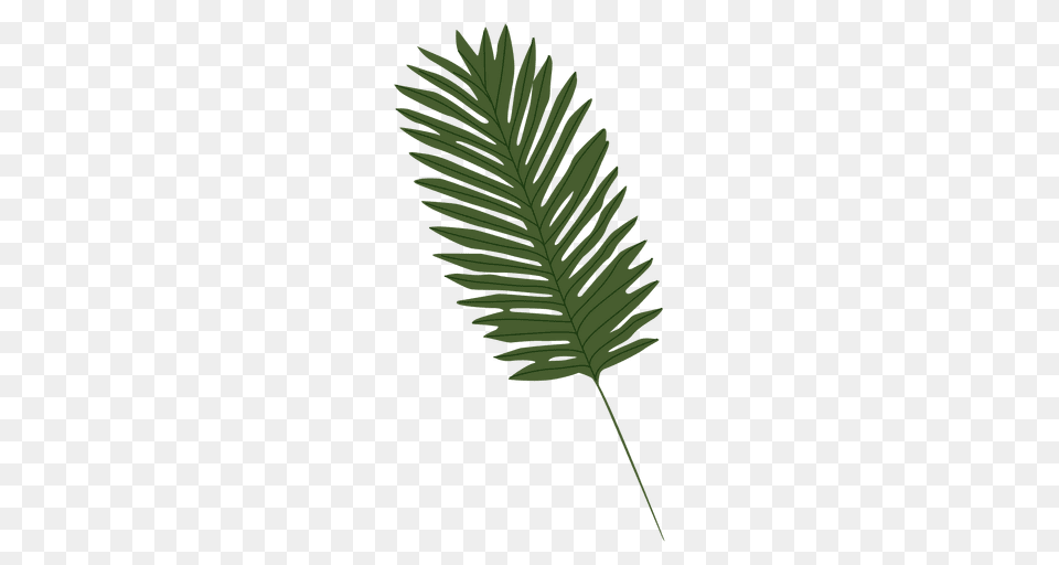 Palm Leaf Illustration, Grass, Green, Plant, Fern Free Transparent Png