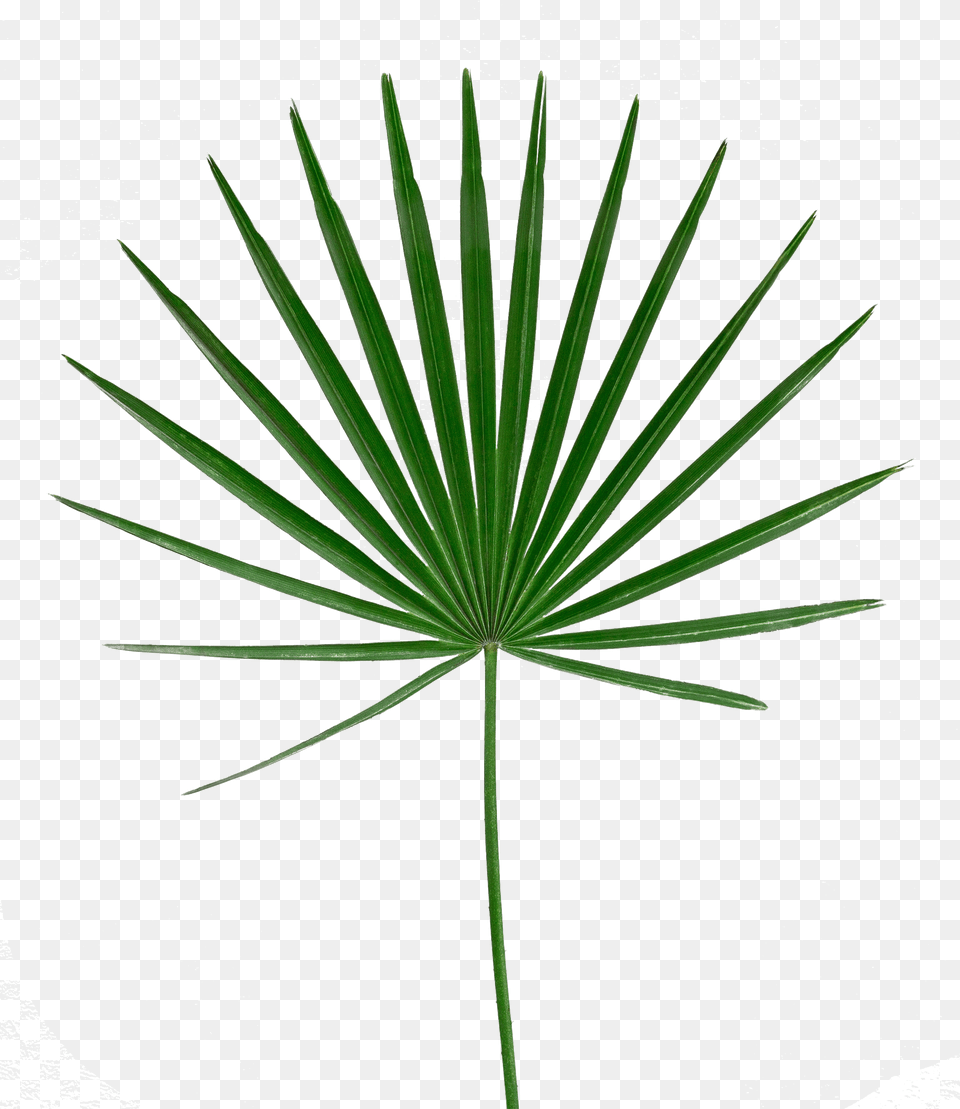 Palm Leaf Image Free Searchpng Portable Network Graphics, Palm Tree, Plant, Tree Png