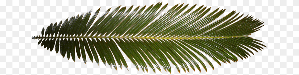 Palm Leaf Palm Tree Leaf Texture, Plant, Fern, Palm Tree Free Png