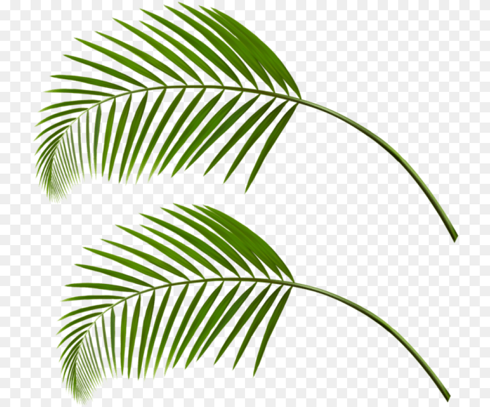 Palm Leaf Palm Tree Leaves, Palm Tree, Plant, Fern, Vegetation Free Transparent Png