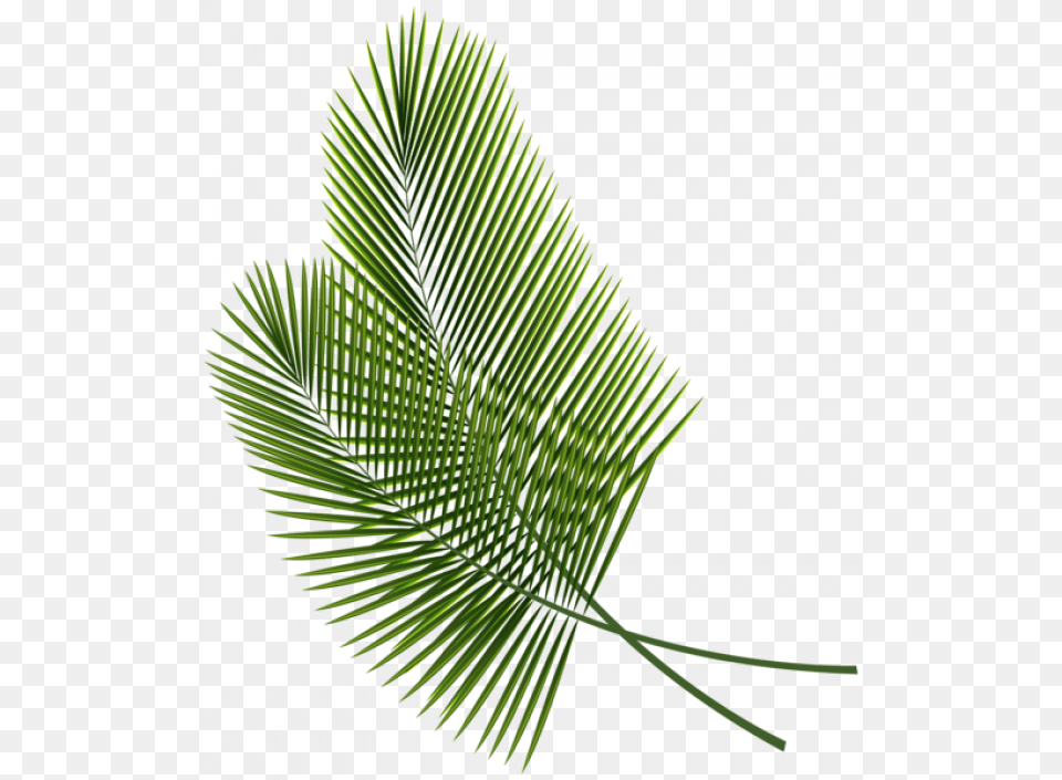 Palm Leaf Background, Plant, Tree, Fern, Green Free Transparent Png