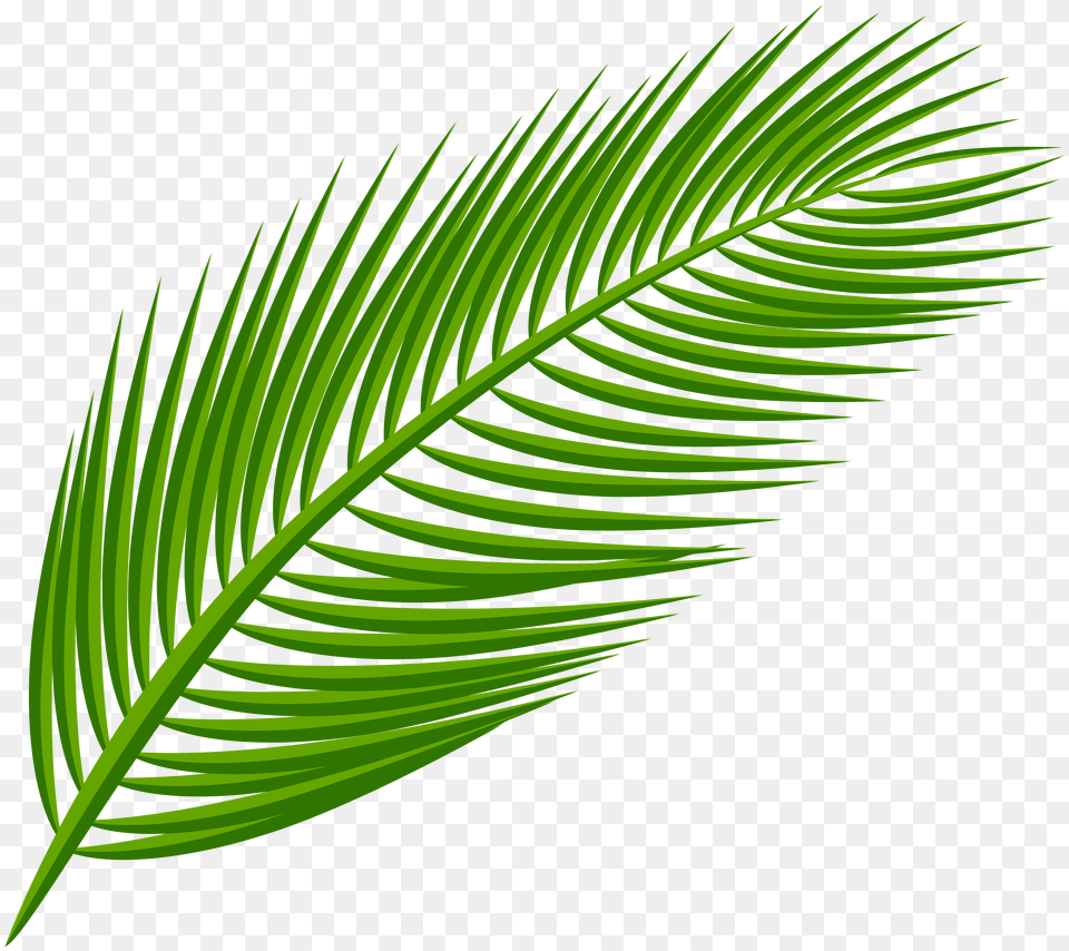 Palm Leaf Transparent Clip Art, Green, Plant Png Image