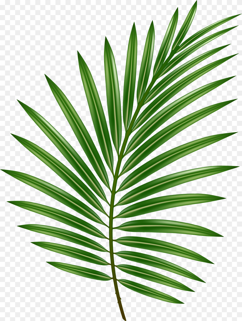 Palm Leaf Transparent Image Palm Leaf Transparent Background, Gum, Tin Png