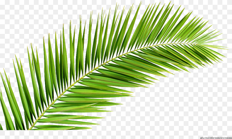 Palm Leaf Tree, Palm Tree, Plant, Green, Vegetation Free Png