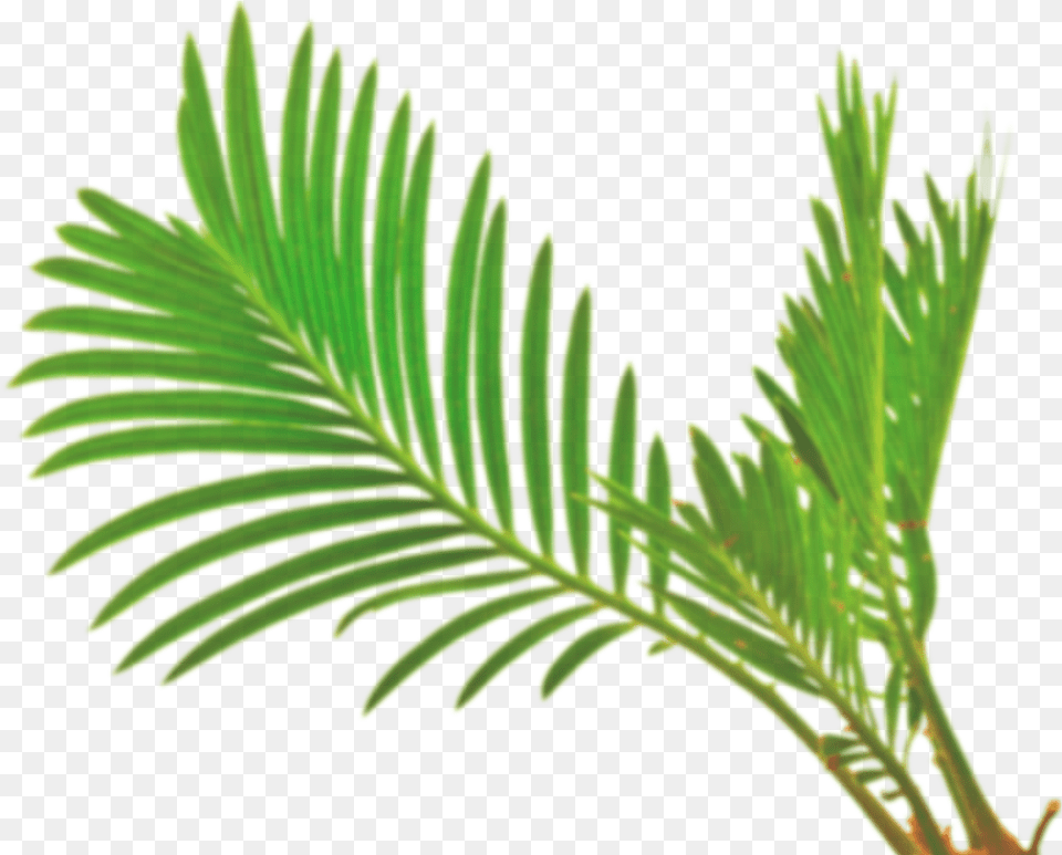 Palm Leaf Vector White, Conifer, Plant, Tree, Yew Png Image