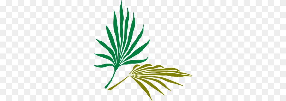 Palm Leaves Plant, Tree, Conifer, Leaf Png