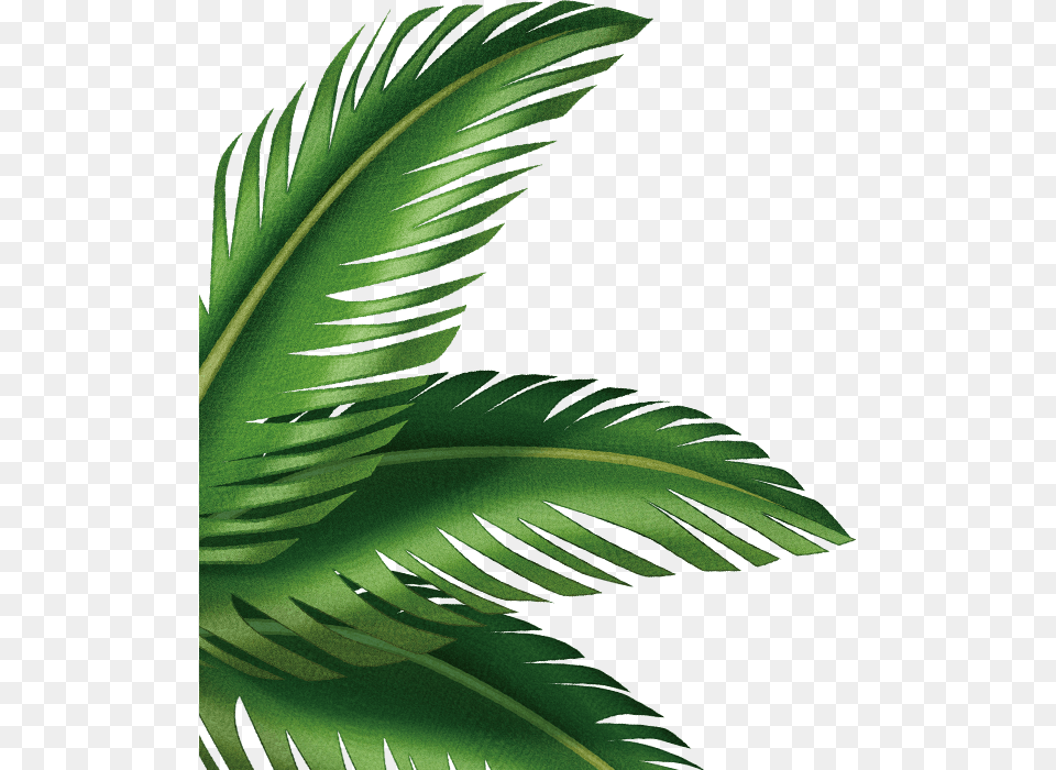 Palm Leaves Background, Green, Leaf, Plant, Pattern Free Png