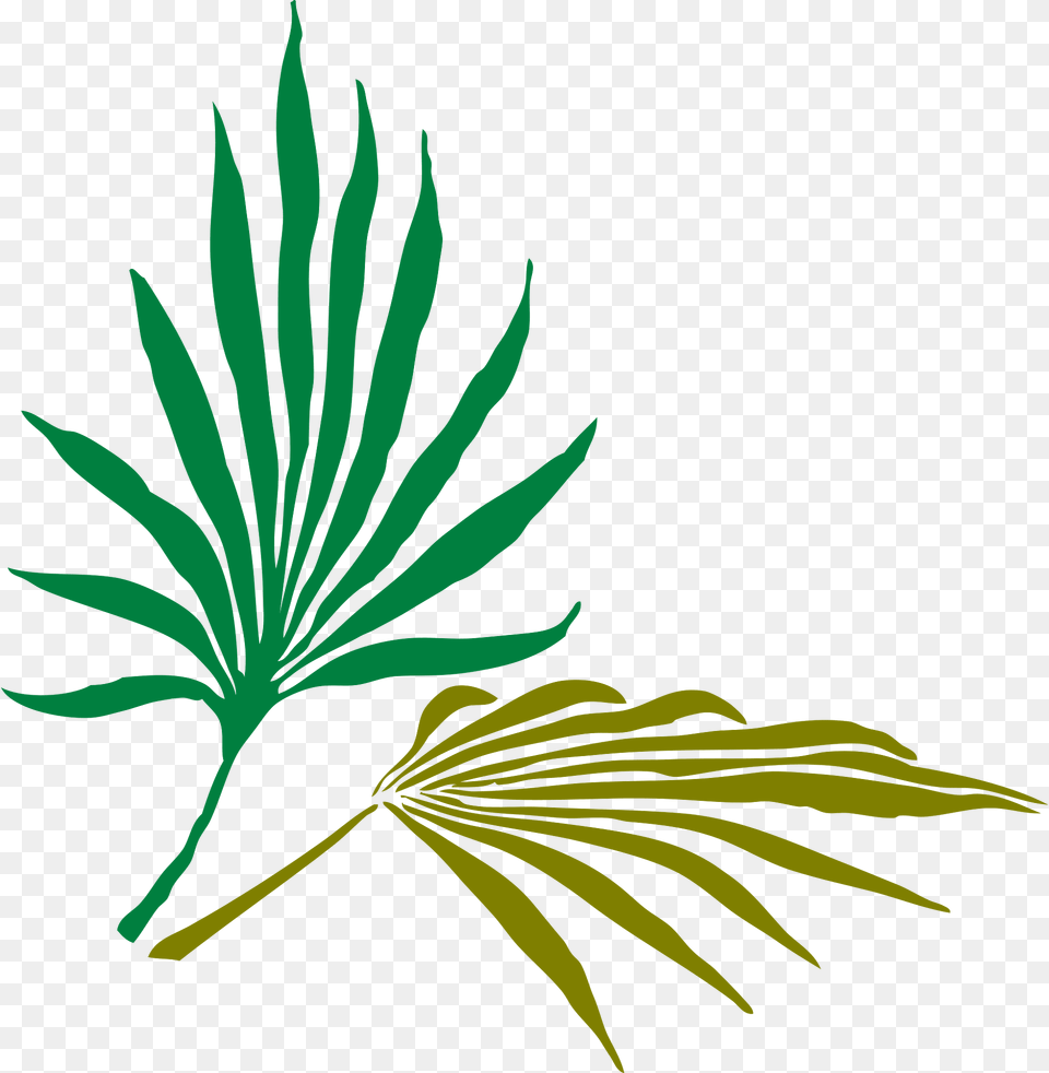 Palm Leaves Clipart, Plant, Green, Leaf, Art Free Png