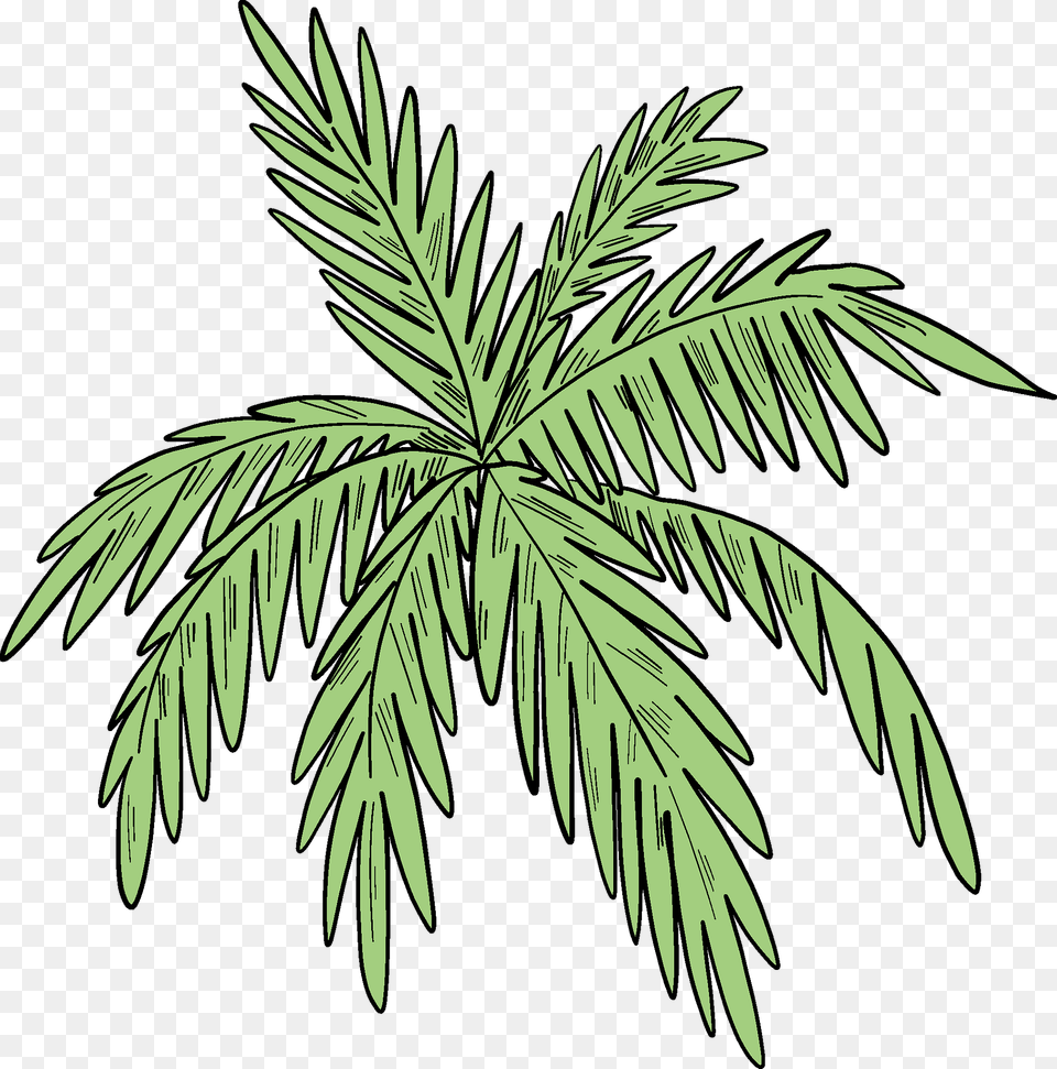 Palm Leaves Clipart, Leaf, Plant, Tree, Vegetation Png