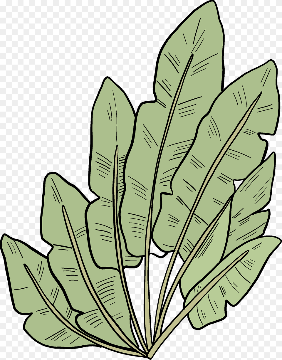 Palm Leaves Clipart, Leaf, Plant, Vegetation Free Png