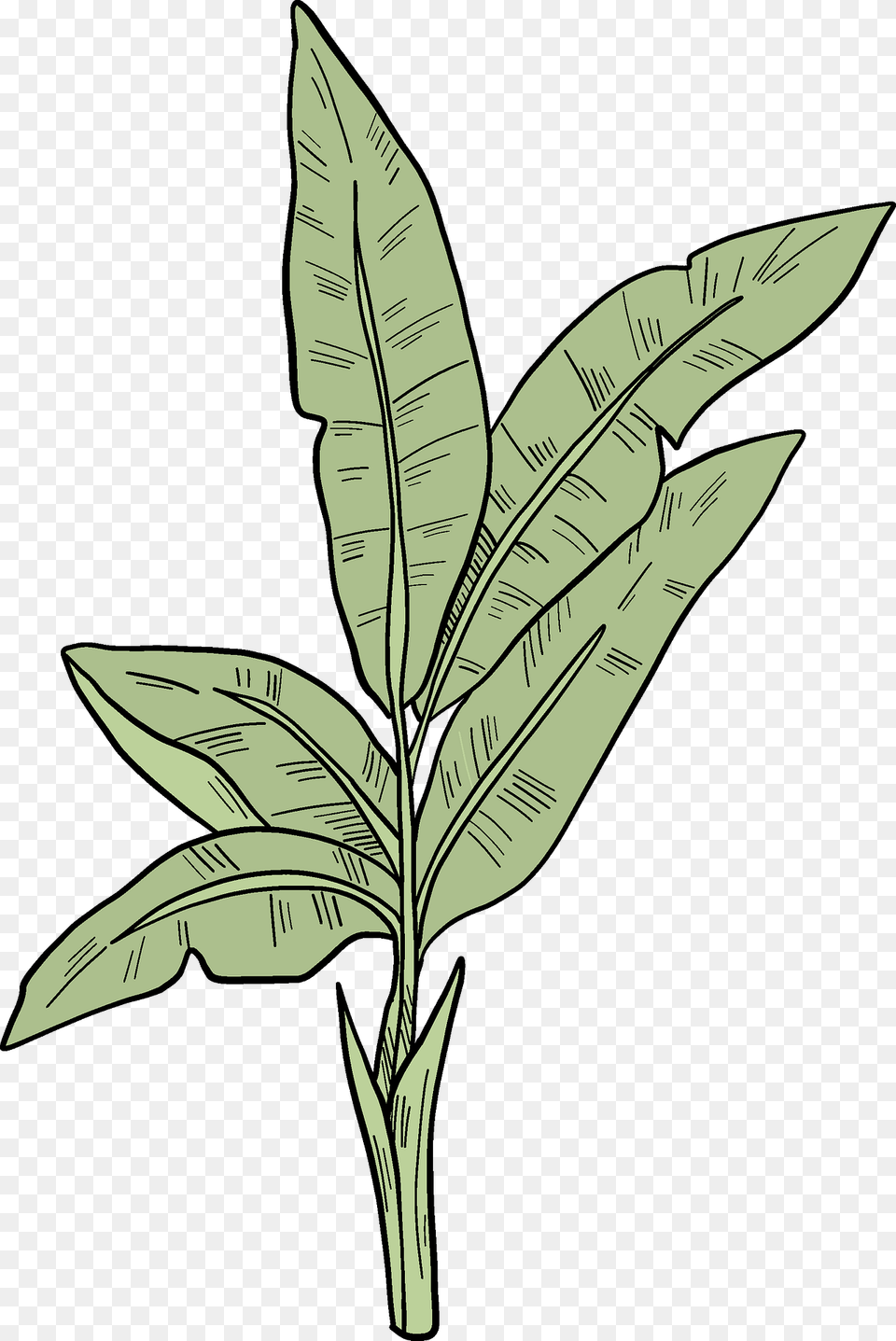 Palm Leaves Clipart, Leaf, Plant, Vegetation Free Png