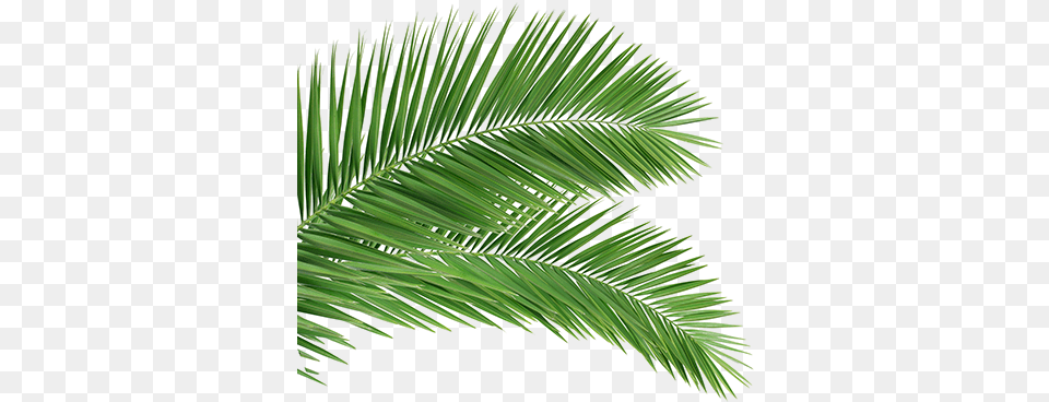 Palm Leaves Clipart Images Tree, Leaf, Palm Tree, Plant, Green Free Transparent Png