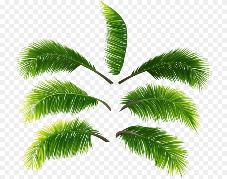 Palm Leaves Clipart Photo Palm Leaves Transparent, Green, Leaf, Palm Tree, Plant Png Image