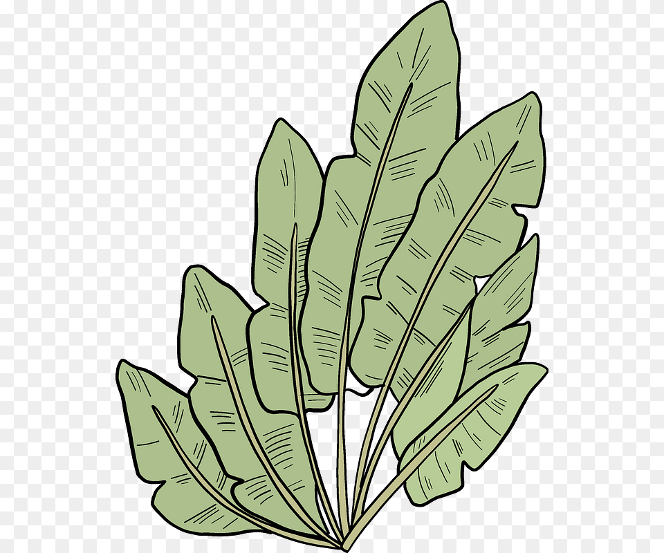 Palm Leaves Clipart Sorrel, Leaf, Plant, Vegetation Png Image