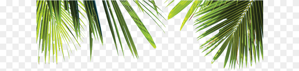 Palm Leaves Palm Tree Leaves, Vegetation, Plant, Palm Tree, Leaf Free Transparent Png