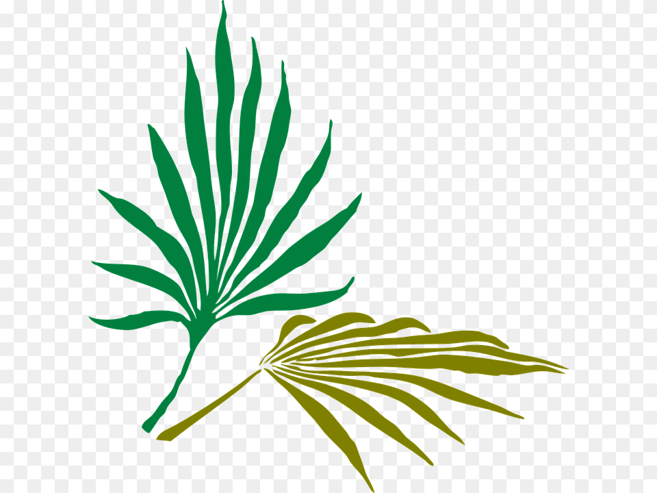 Palm Leaves Palm Tropical Nature Green Summer Palm Frond Clip Art, Leaf, Plant, Tree, Herbal Free Png Download