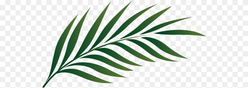 Palm Leaves Real Palm Leaf Transparent, Plant, Fern, Tree Free Png Download
