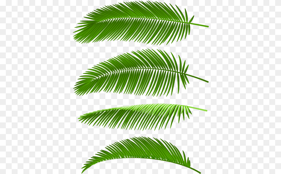 Palm Leaves Set Clip Art Image Coconut Tree Leve, Fern, Green, Leaf, Plant Free Transparent Png