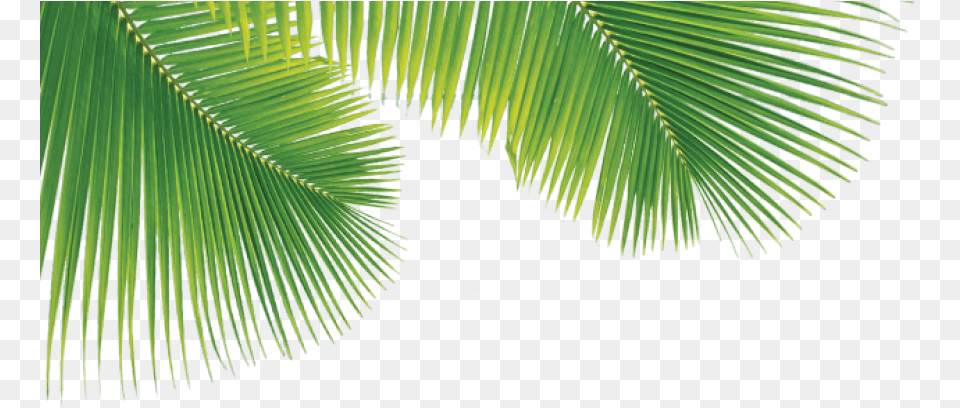 Palm Leaves Transparent Background, Green, Tree, Rainforest, Plant Free Png Download