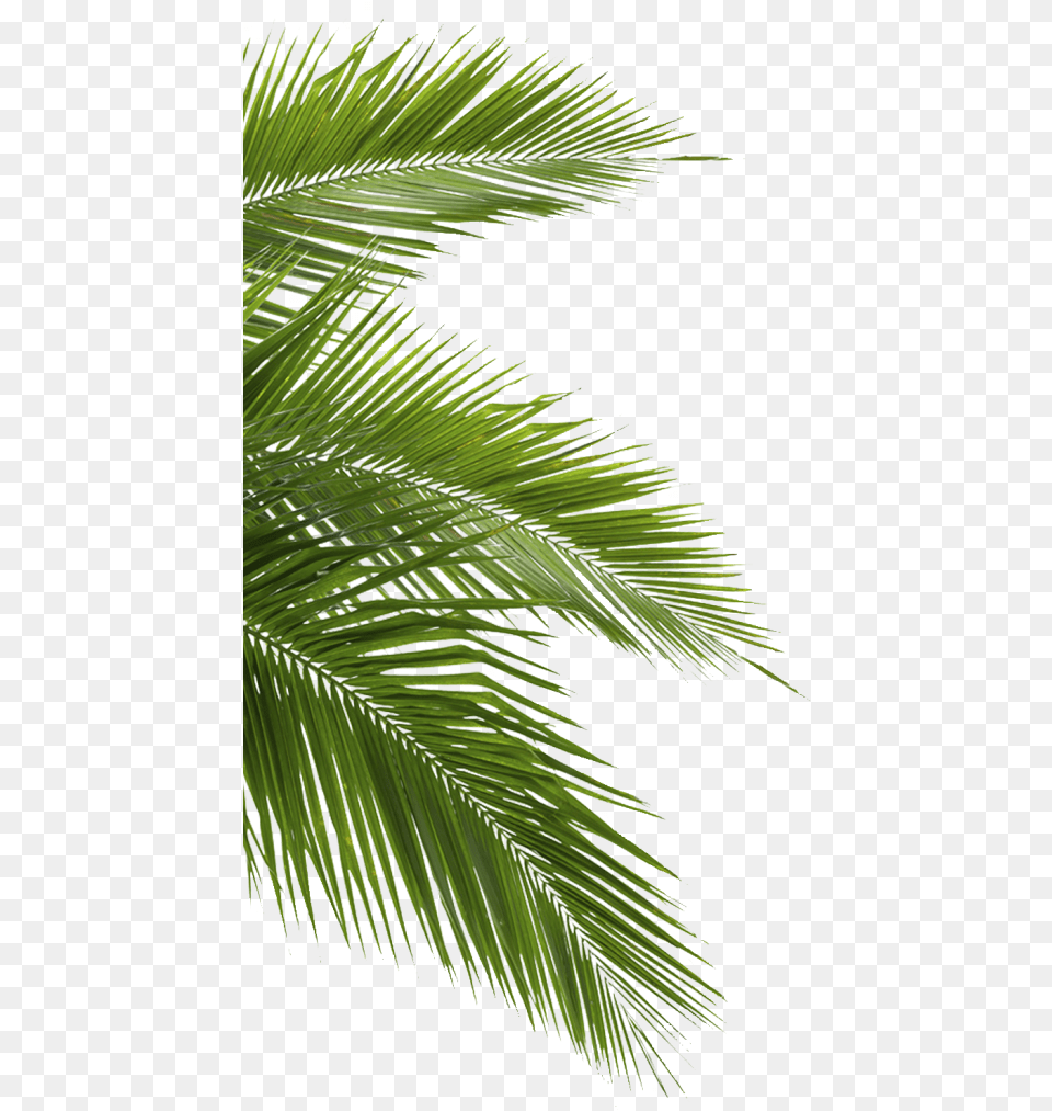 Palm Leaves Transparent Background, Green, Leaf, Palm Tree, Plant Free Png