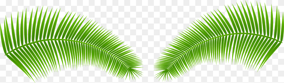 Palm Leaves Clip Art Image Free Transparent Png