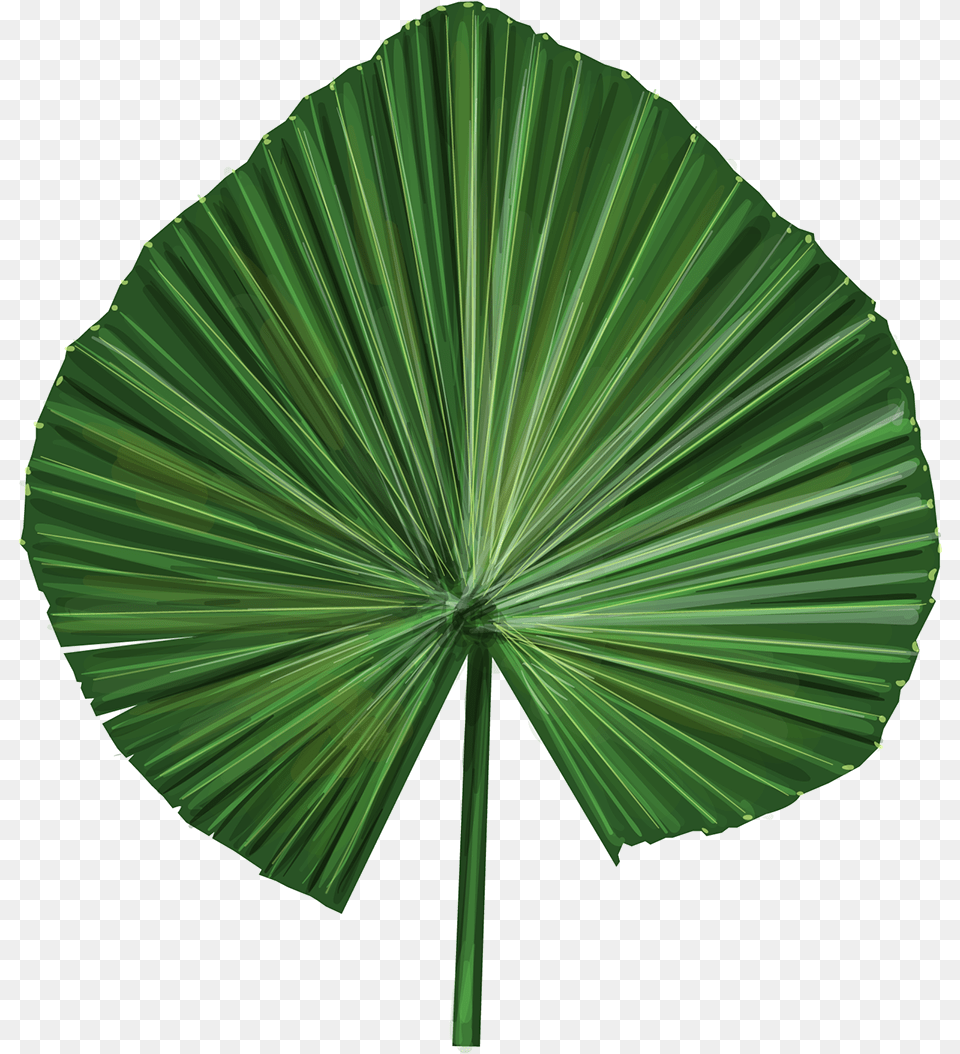 Palm Leaves Vector, Canopy, Green, Leaf, Plant Free Transparent Png