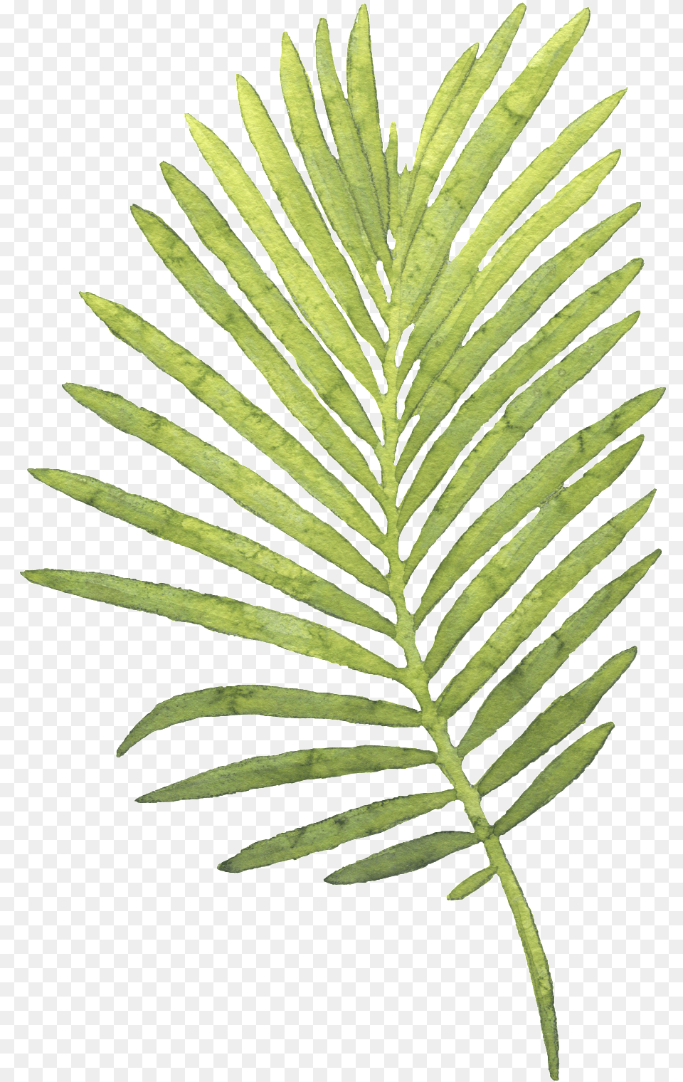 Palm Leaves Watercolor Palm Leaf, Plant, Tree, Fern, Flower Free Transparent Png