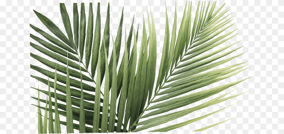 Palm Leaves White Background, Leaf, Palm Tree, Plant, Tree Free Png