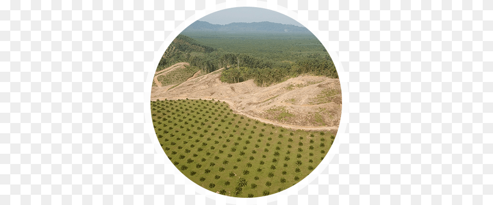 Palm Oil Deforestation Hill, Outdoors, Field, Grass, Grassland Free Png Download