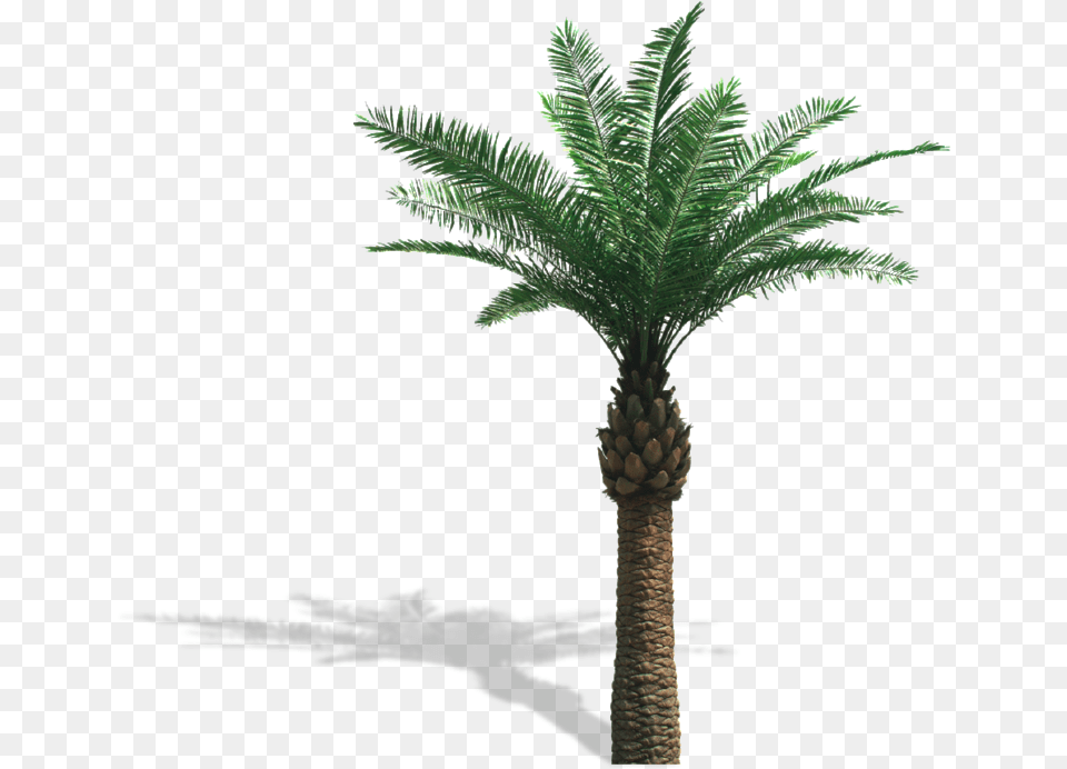 Palm Oil Tree, Palm Tree, Plant, Leaf Png Image