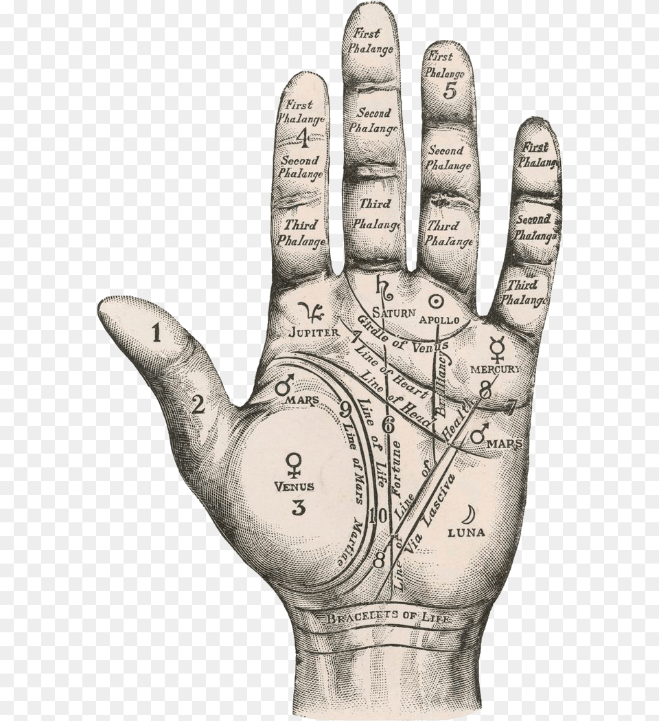 Palm Palm Reading Map Of Hand, Chart, Plot, Person, Clothing Png