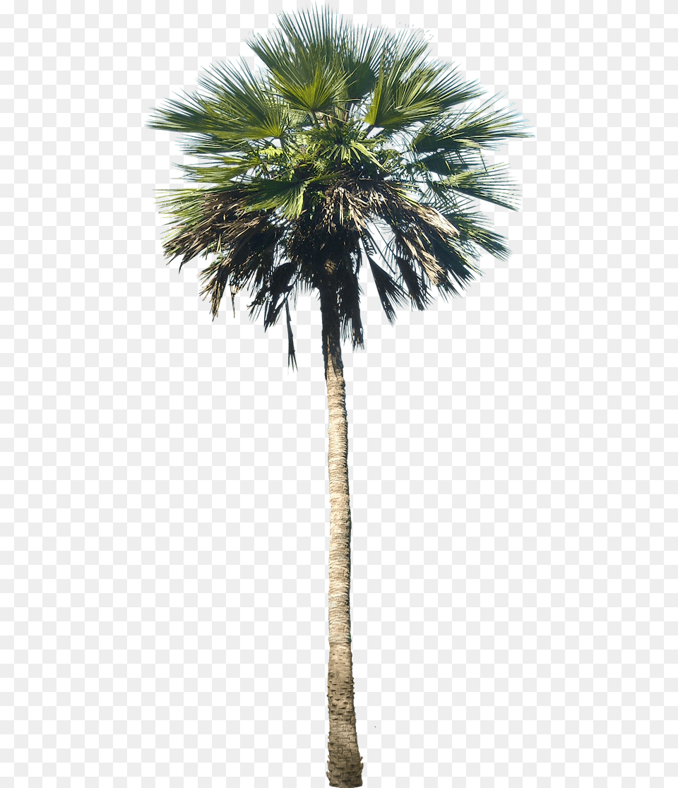 Palm Palm Tree In A Pot, Palm Tree, Plant Png